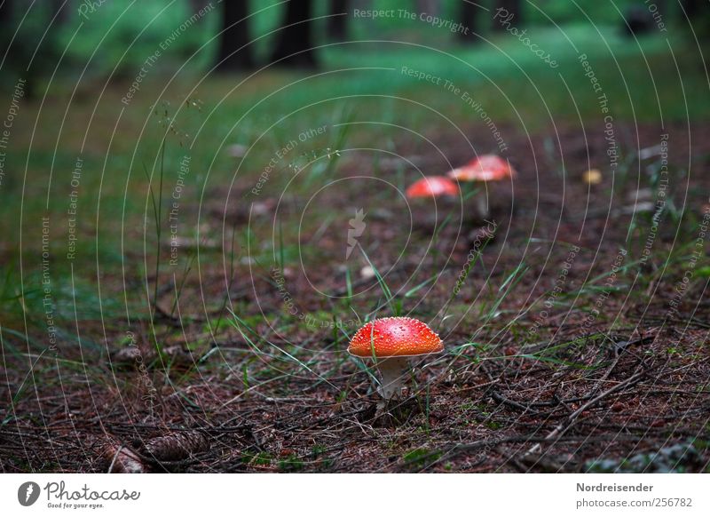 Rote Hüte Ausflug wandern Natur Pflanze Erde Wald Wege & Pfade entdecken dunkel achtsam Einsamkeit Pilz Fliegenpilz Gift Giftpilz Glücksbringer Waldboden