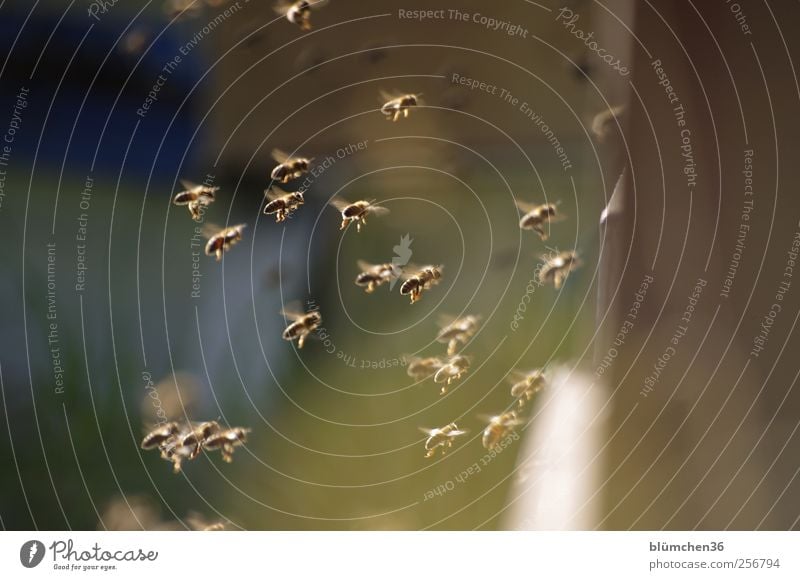 Alles fertig machen zur Landung !!! Natur Tier Nutztier Biene Schwarm fliegen tragen süß Frühlingsgefühle fleißig diszipliniert Ausdauer Teamwork Bienenstock