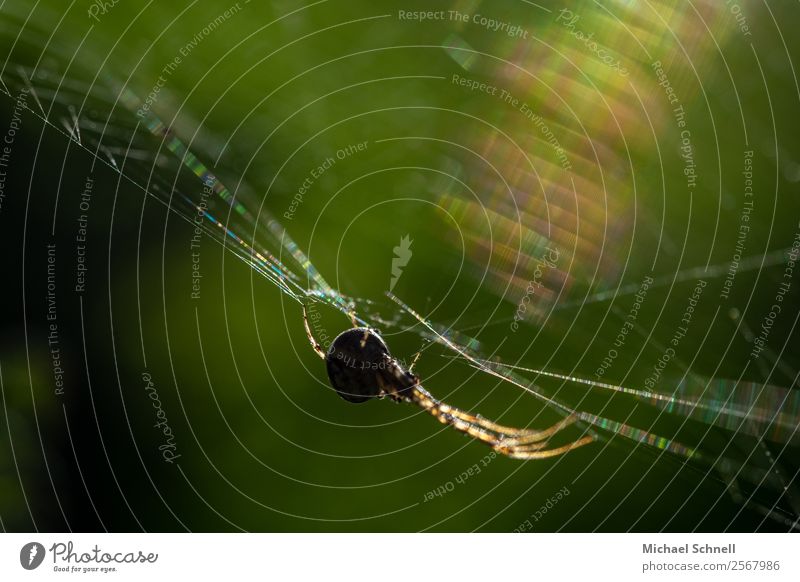 Spinne im Netz Tier Wildtier 1 fangen hängen sportlich Ekel glänzend natürlich Zufriedenheit Angst elegant Konzentration Farbfoto mehrfarbig Außenaufnahme