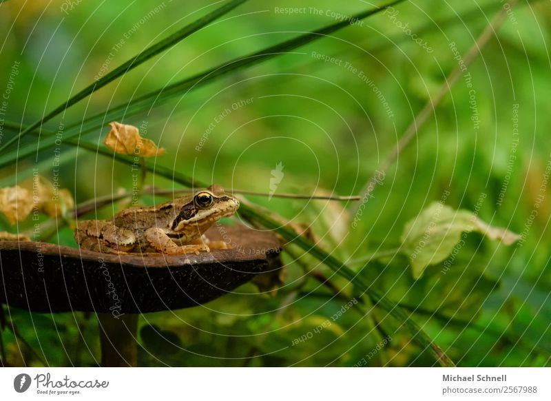 Frosch: Ausblick von einer Pilzplattform Umwelt Natur Wald Tier Wildtier 1 Blick springen authentisch Freundlichkeit schön nachhaltig Neugier braun grün Ehre