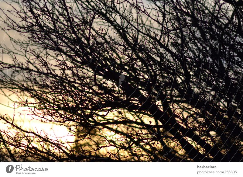 windgepeitscht Landschaft Sonnenaufgang Sonnenuntergang Klima Wind Sturm Baum Ast Bewegung leuchten Wachstum bedrohlich wild blau gold schwarz Stimmung Kraft