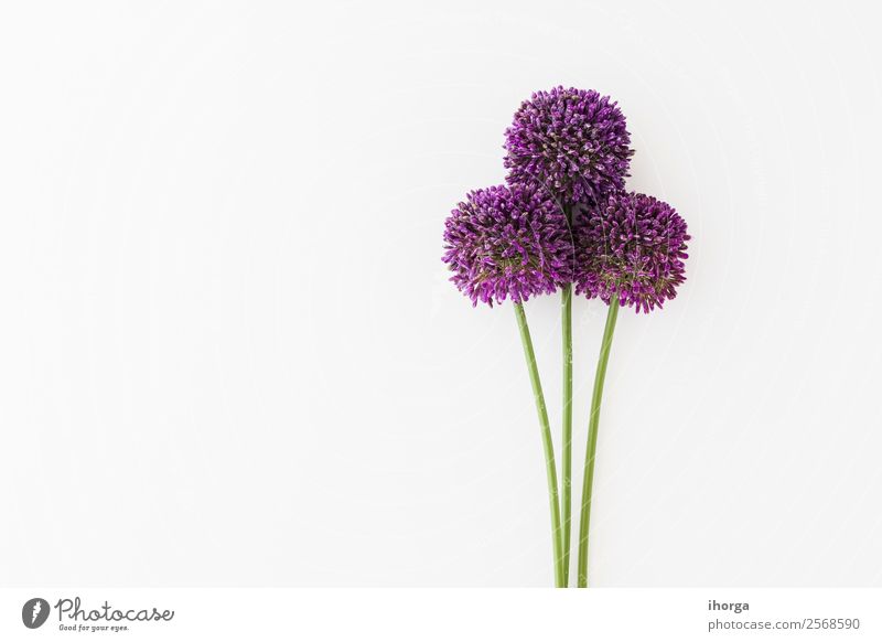 Allium isoliert auf weißem Hintergrund Gemüse Kräuter & Gewürze elegant schön Sommer Garten Dekoration & Verzierung Natur Pflanze Blume Wachstum frisch