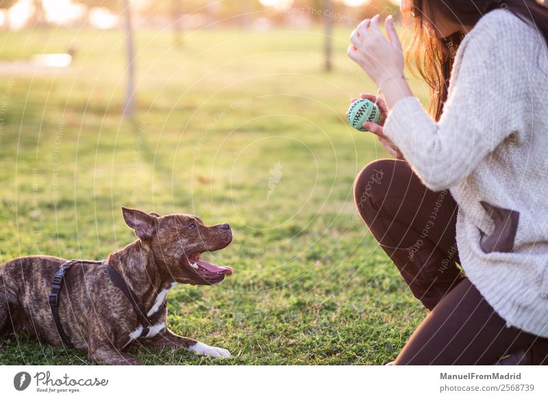 junge Frau spielt mit ihrem Hund Lifestyle Glück schön Erwachsene Freundschaft Natur Tier Gras Park Haustier Lächeln niedlich grün Freude Geborgenheit loyal