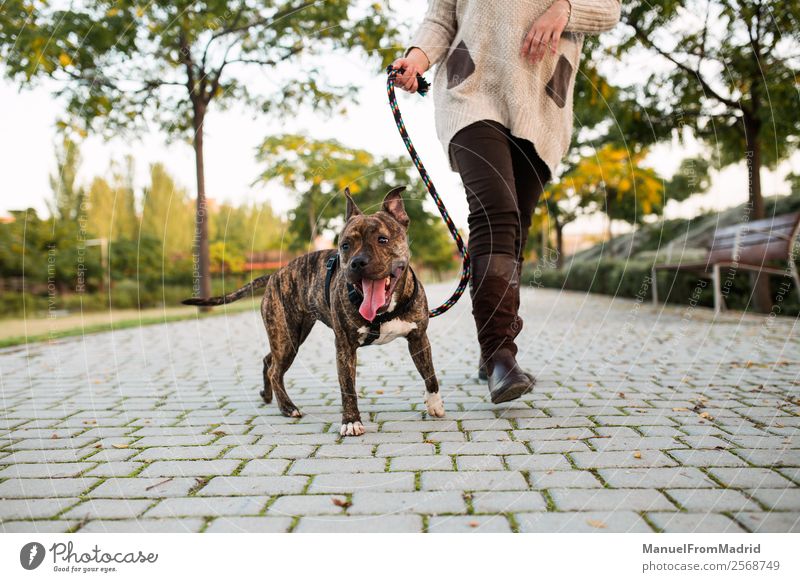 anonyme Frau, die mit einem Hund spazieren geht. Lifestyle schön Erwachsene Freundschaft Tier Baum Park Haustier laufen authentisch kuschlig niedlich Vertrauen