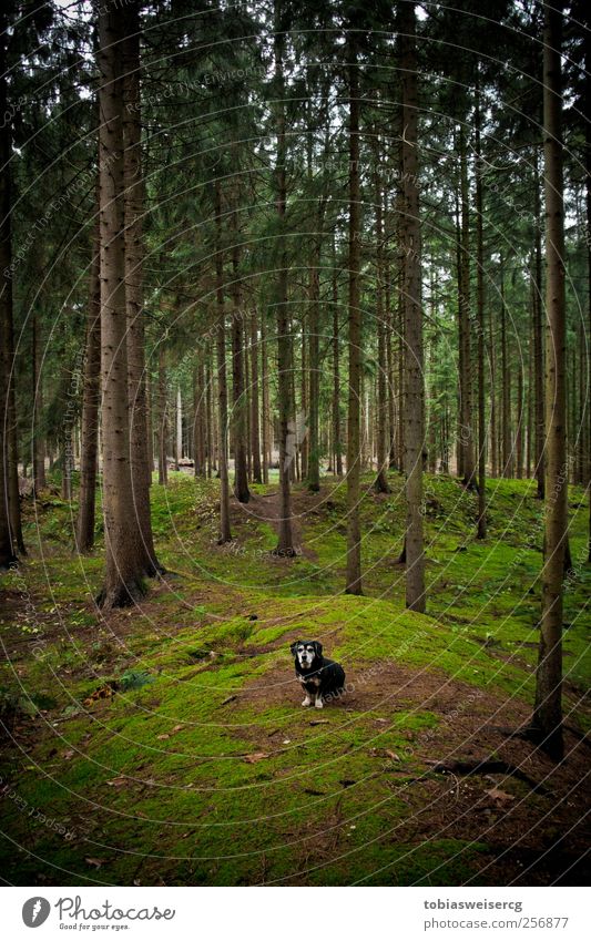Wanna enter my district?! Natur Landschaft Herbst Baum Moos Hügel Hund grün achtsam Wachsamkeit ruhig Abenteuer Farbfoto Außenaufnahme Menschenleer Tag Kontrast
