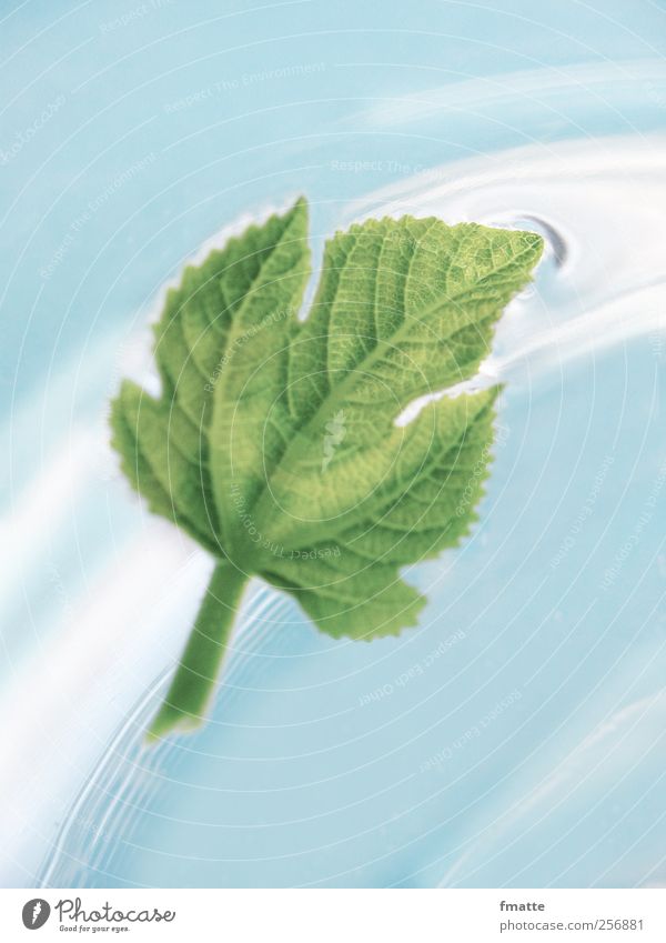 Feigenblatt Blatt Wasser Im Wasser treiben Bewegung blau grün