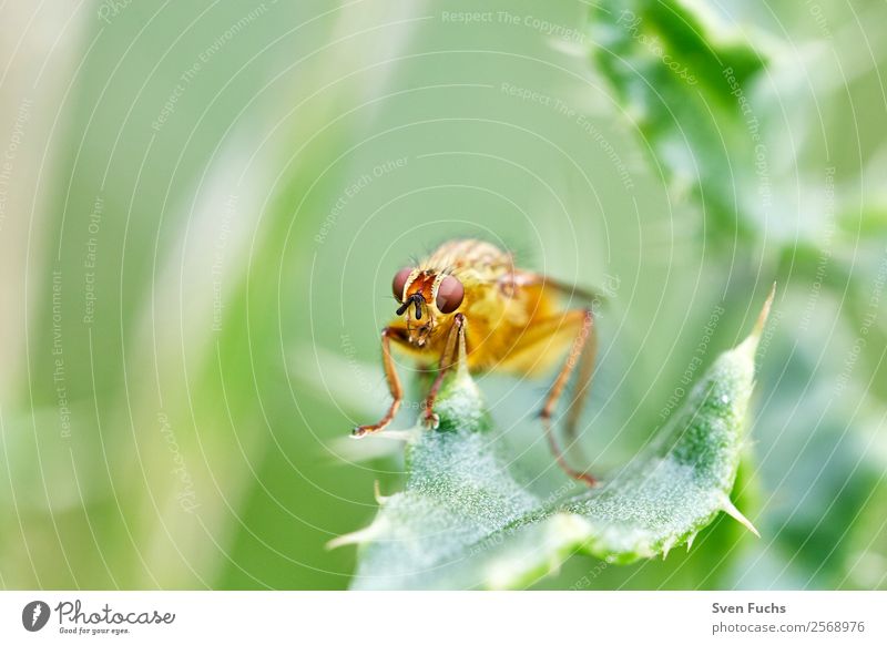 Schwebfliege (Syrphidae) auf einem Blatt schön Sommer Garten Natur Pflanze Tier Blume gelb grün rot Insekt Augen Fliege Syrphiden wild Hintergrundbild Farbfoto