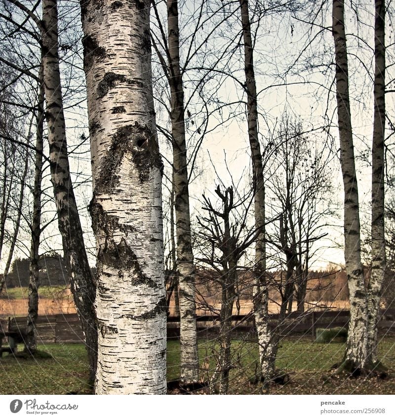 entschuldigung, kennen wir uns? Umwelt Natur Landschaft Pflanze Herbst Baum See Birkenwald Auwald Verschwiegenheit Sympathie Menschlichkeit Selbstbeherrschung
