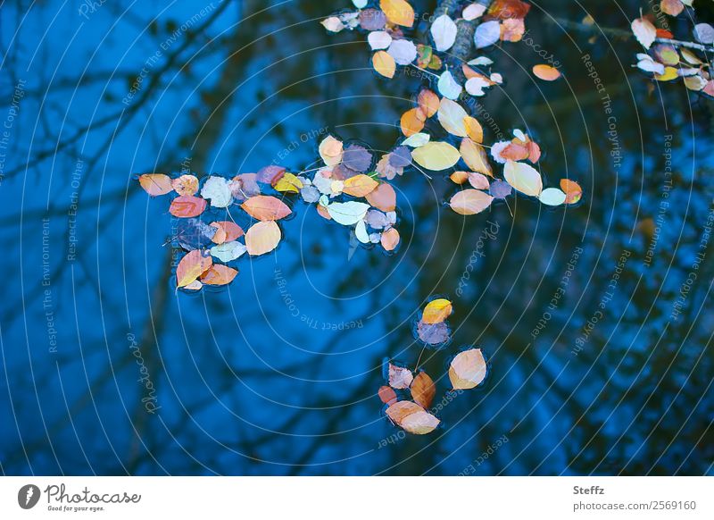Wasserspiegelung vom dunkelblauen Himmel mit Herbstlaub auf der Oberfläche Teich Pfütze Herbstblätter Spiegelung Spiegelung im Wasser Vergänglichkeit