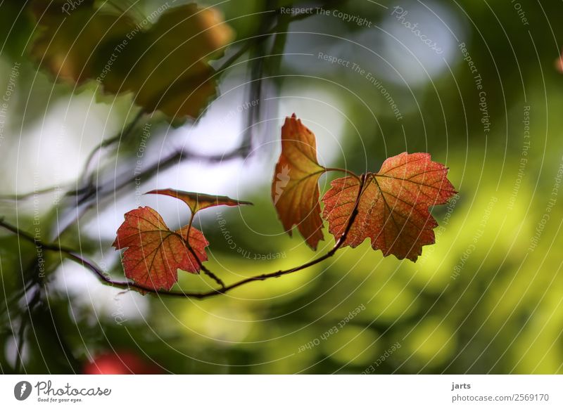 blattgold Natur Pflanze Herbst Schönes Wetter Baum Blatt Wald einfach elegant nachhaltig natürlich Vorsicht Gelassenheit ruhig Farbfoto mehrfarbig Außenaufnahme