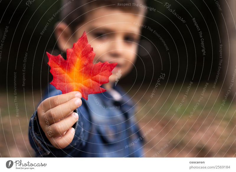 Süßer Junge zeigt im Herbst ein Blatt im Wald. Lifestyle Freude Glück schön Gesicht Spielen Garten Kind Mensch Kleinkind Mann Erwachsene Kindheit Hand 1