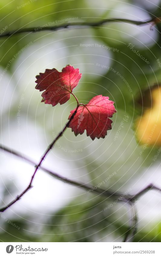 zweiblatt Pflanze Herbst Schönes Wetter Baum Blatt Wald hell schön natürlich positiv rot Gelassenheit ruhig Hoffnung Glaube Natur Farbfoto Außenaufnahme