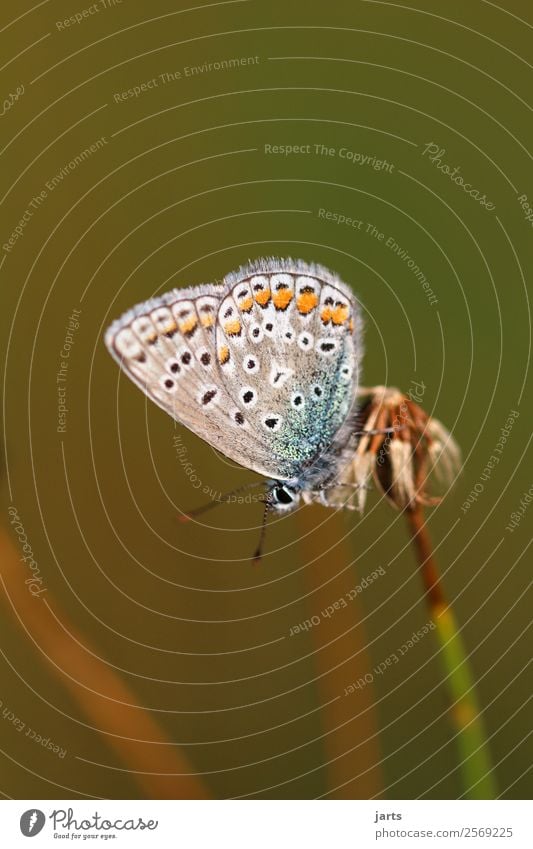 bläuling Wiese Wildtier Schmetterling 1 Tier elegant schön natürlich Natur Hauhechelbläuling Farbfoto mehrfarbig Außenaufnahme Nahaufnahme Makroaufnahme