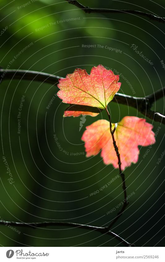 stille Herbst Schönes Wetter Pflanze Baum Blatt hell schön natürlich Gelassenheit ruhig Natur Farbfoto mehrfarbig Außenaufnahme Nahaufnahme Detailaufnahme