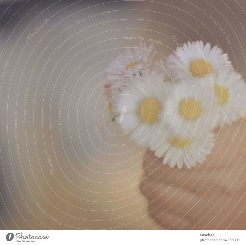 sommerblümchen Kind Kindheit Haut Hand Finger 3-8 Jahre Blühend Duft festhalten Frühlingsgefühle Blume Gänseblümchen Außenaufnahme Textfreiraum links