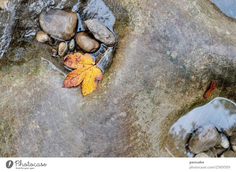 steinig | steter tropfen Natur Urelemente Wasser Herbst Blatt Wald Felsen Alpen Schlucht Flussufer Stein Diät alt Arbeit & Erwerbstätigkeit ästhetisch