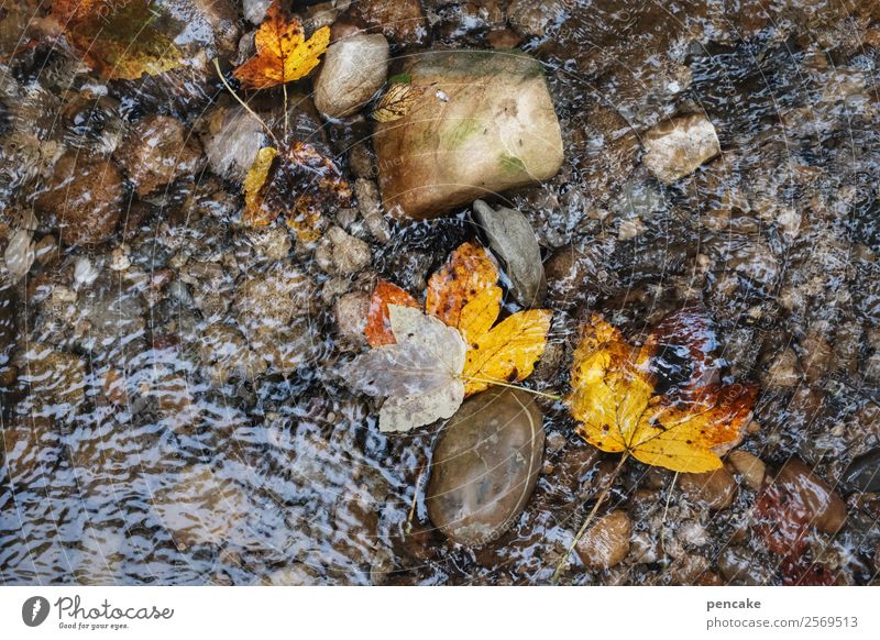 wasserfarben Urelemente Erde Sand Wasser Herbst Blatt Wald Flussufer Stein authentisch Bewegung Einsamkeit Frieden Leben Natur ruhig Wandel & Veränderung