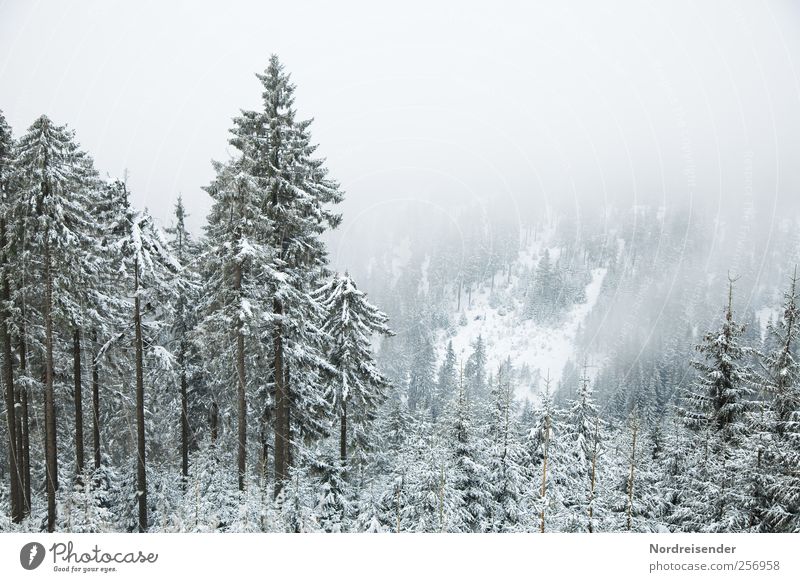 Der erste Schnee Sinnesorgane Erholung ruhig Ausflug Winter Winterurlaub Berge u. Gebirge Natur Landschaft Pflanze Klima Wetter Wind Nebel Eis Frost Wald