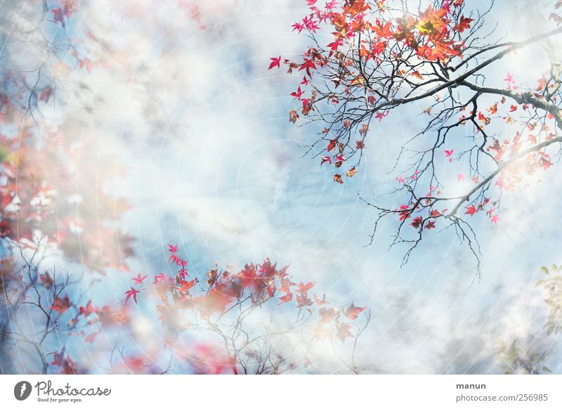 Reigen Natur Herbst Baum Blatt Ahorn Ahornblatt Ahornzweig Zweige u. Äste außergewöhnlich fantastisch schön blau rot einzigartig Kunst Leichtigkeit Surrealismus