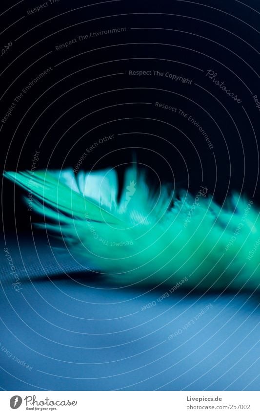 Feder Tier fliegen blau grün schwarz Farbfoto Innenaufnahme Makroaufnahme Menschenleer Licht Schatten