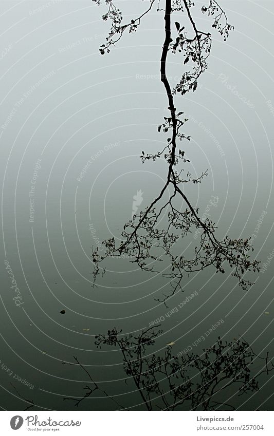 Spiegelung Umwelt Natur Landschaft Pflanze Herbst Baum Seeufer Erholung laufen wandern Coolness dunkel kalt grau schwarz weiß Schwarzweißfoto Außenaufnahme