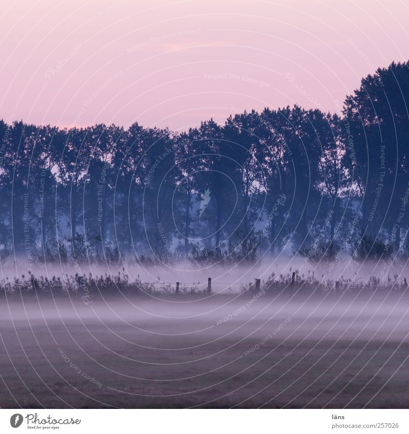 Frühnebel Umwelt Natur Landschaft Pflanze Himmel Baum Kontakt Nebelbank Nebelschleier Landwirtschaft Farbfoto Außenaufnahme Menschenleer Textfreiraum oben