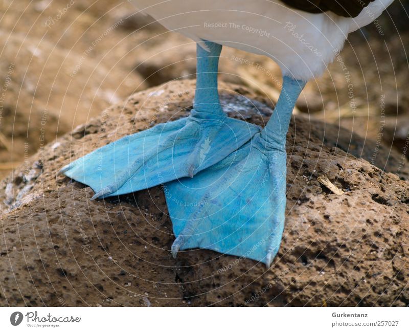 Kalte Füsse Natur Wildtier Vogel frieren Coolness kalt blau Farbe schön Ecuador Galapagosinseln blue-footed-booby Tölpel (Vogelart) Blaufusstölpel Blaufußtölpel