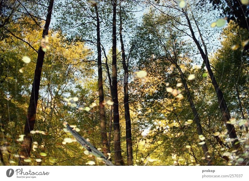 Herbst III Umwelt Natur Landschaft Pflanze Wasser Himmel Wetter Schönes Wetter Baum Wald Teich See Gefühle Lebensfreude Erholung geheimnisvoll Hoffnung Idylle