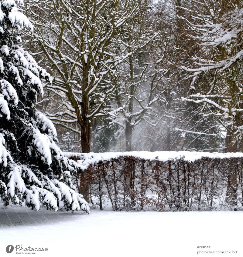 Eingepudert Umwelt Natur Landschaft Winter Wetter Schnee Schneefall Baum Sträucher Garten Wald kalt ruhig Farbfoto Gedeckte Farben Außenaufnahme Menschenleer