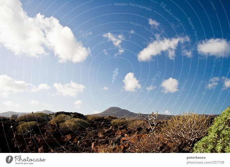 Vulkaninsel Lanzarote Umwelt Natur Landschaft Pflanze Urelemente Erde Himmel Wolken Horizont Sonnenlicht Schönes Wetter Sträucher Hügel Felsen Berge u. Gebirge