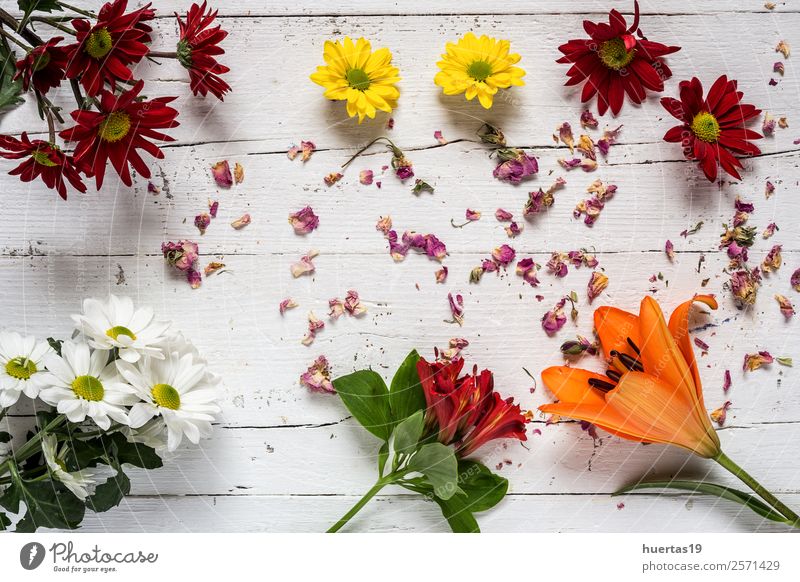 Blumenmuster mit mehreren bunten Farben elegant Stil Design exotisch Valentinstag Natur Pflanze Blatt Liebe natürlich weiß Leidenschaft Mischung Hintergrund