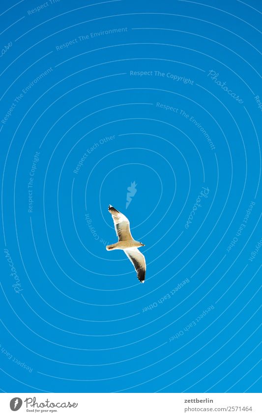 Möwe Vogel Meeresvogel Flügel fliegen fliegend Vogelflug Gleitflug Einsamkeit einzeln Himmel Himmel (Jenseits) Wolkenloser Himmel Blauer Himmel himmelblau
