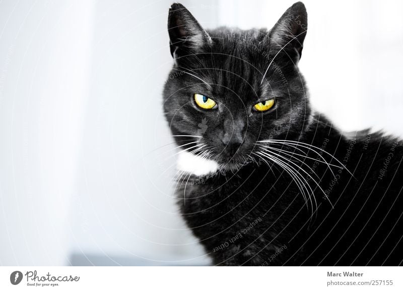 Seriously? Tier Haustier Katze 1 beobachten Aggression außergewöhnlich bedrohlich gelb schwarz Coolness ruhig Neugier Langeweile Zufriedenheit Erwartung