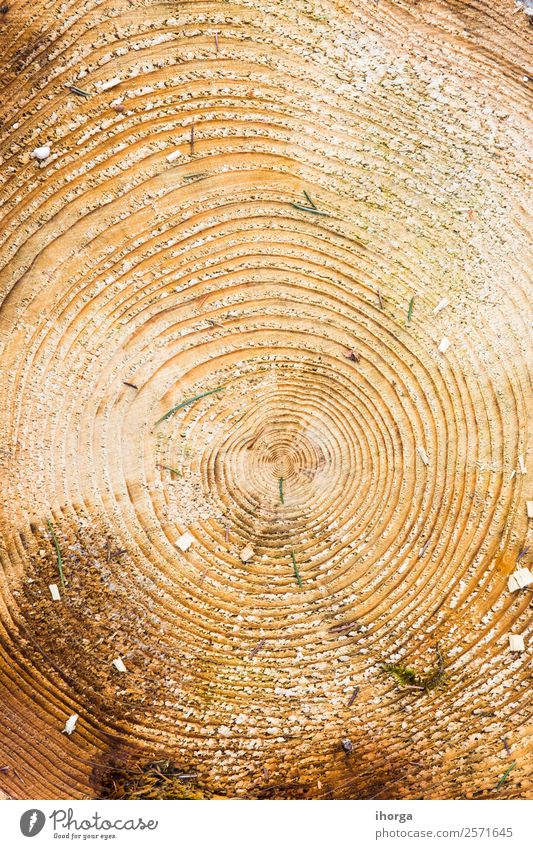 Holzstruktur mit Baumringen (Jahresringe) Leben Industrie Säge Natur Pflanze Wald Ring alt Wachstum historisch natürlich braun Lebensalter konzentrisch