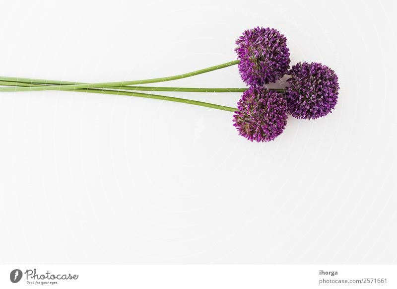 Allium isoliert auf weißem Hintergrund Gemüse Kräuter & Gewürze elegant schön Sommer Garten Dekoration & Verzierung Natur Pflanze Blume Wachstum frisch