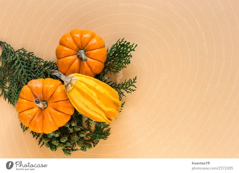 Halloween Dekoration Hintergrund Gemüse Dekoration & Verzierung Feste & Feiern Herbst Ornament lecker natürlich sauer orange Angst Kürbis flache Verlegung