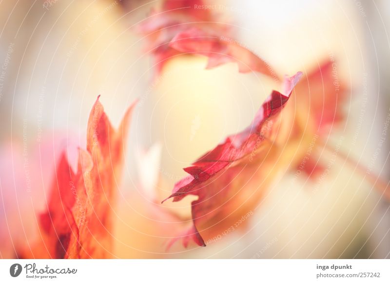 Licht Umwelt Natur Pflanze Schönes Wetter Wärme Sträucher Blatt Nutzpflanze Wildpflanze Herbstlaub Herbstfärbung mehrfarbig rot weiß Gefühle Stimmung Hoffnung