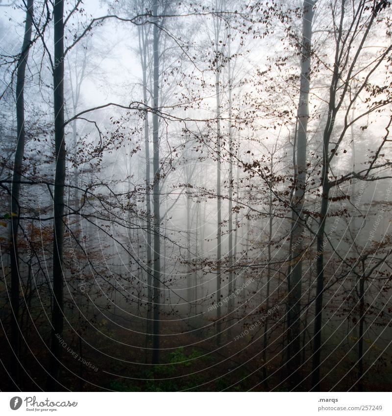 Deep in the Woods Umwelt Natur Urelemente Klimawandel Nebel Wald bedrohlich dunkel Gefühle Angst Stimmung Surrealismus Umweltschutz mystisch Farbfoto