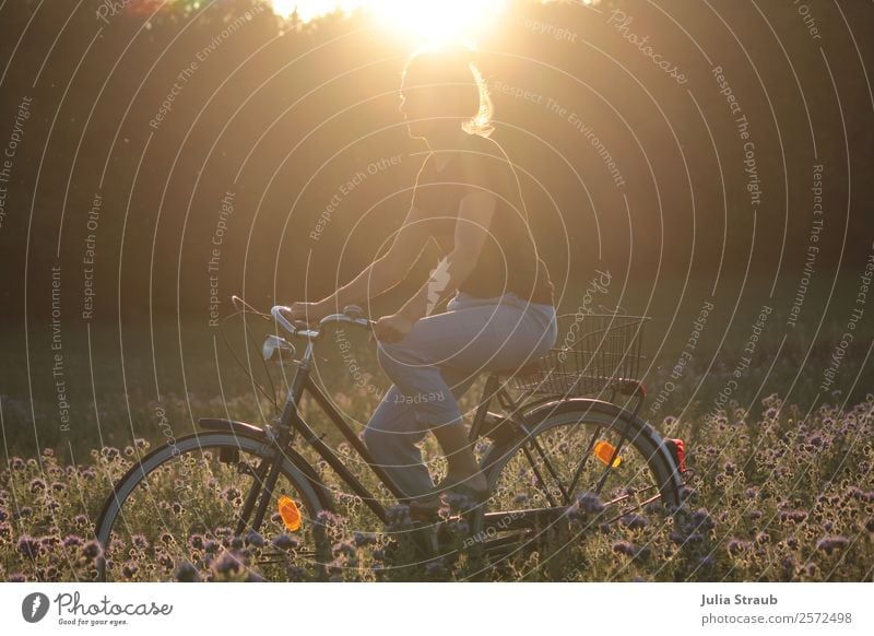 Fahrradfahren im Blumenfeld Sonnenuntergang feminin Frau Erwachsene 1 Mensch 30-45 Jahre Natur Landschaft Sonnenaufgang Sonnenlicht Sommer Schönes Wetter Wärme