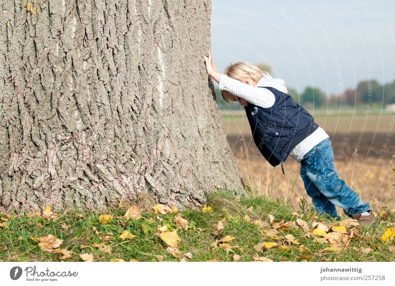 ganz schön schwer. Spielen Kind Mensch maskulin Kleinkind Junge Kindheit 1 1-3 Jahre Natur Herbst Schönes Wetter Baum blond Fröhlichkeit klein Kraft Stress