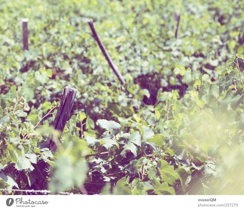 Rebenfest. Umwelt Landschaft Pflanze Klima Schönes Wetter ästhetisch Wein Weinberg Weintrauben Weinlese Weinbau Weingut Berghang Landwirtschaft Farbfoto