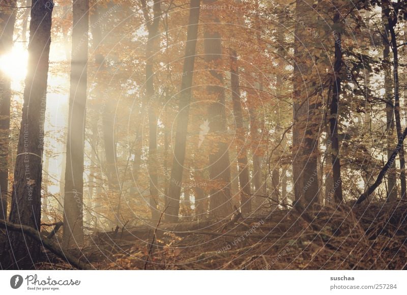 pfälzer wald IV Umwelt Natur Landschaft Herbst Klima Baum Wald Holz braun Hoffnung Wachstum Wandel & Veränderung Unterholz Bäume Blätter Laub Morgensonne