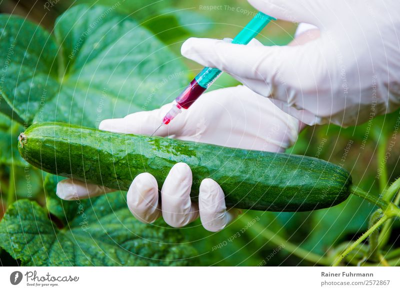 Eine Gurke wird im Labor manipuliert. Eine Flüssigkeit wird in die Frucht geimpft. Gemüse Vegetarische Ernährung Wissenschaften Landwirtschaft Forstwirtschaft