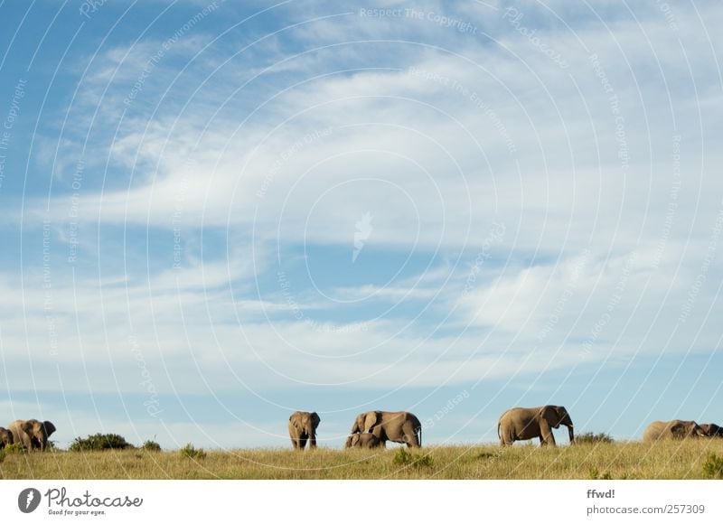 Kariega Ferien & Urlaub & Reisen Ferne Freiheit Safari Südafrika Himmel Gras Steppe Tier Wildtier Elefant Tiergruppe Herde stehen groß Unendlichkeit