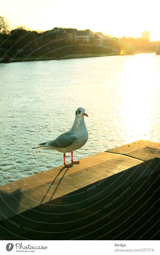 Möwe Sightseeing Städtereise Wasser Sonne Sonnenlicht Herbst Schönes Wetter Flussufer Brückengeländer Wildtier Vogel 1 Tier beobachten Blick stehen ästhetisch