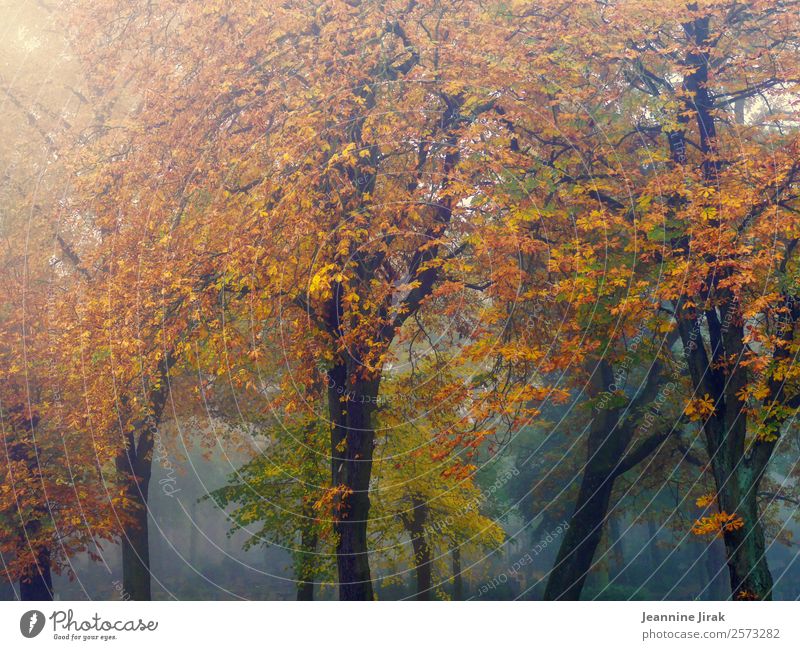 Bäume tragen Herbst Ausflug Umwelt Landschaft Nebel Baum Kastanienbaum Park Wald Friedhof gruselig natürlich Wärme orange Einsamkeit Natur Traurigkeit