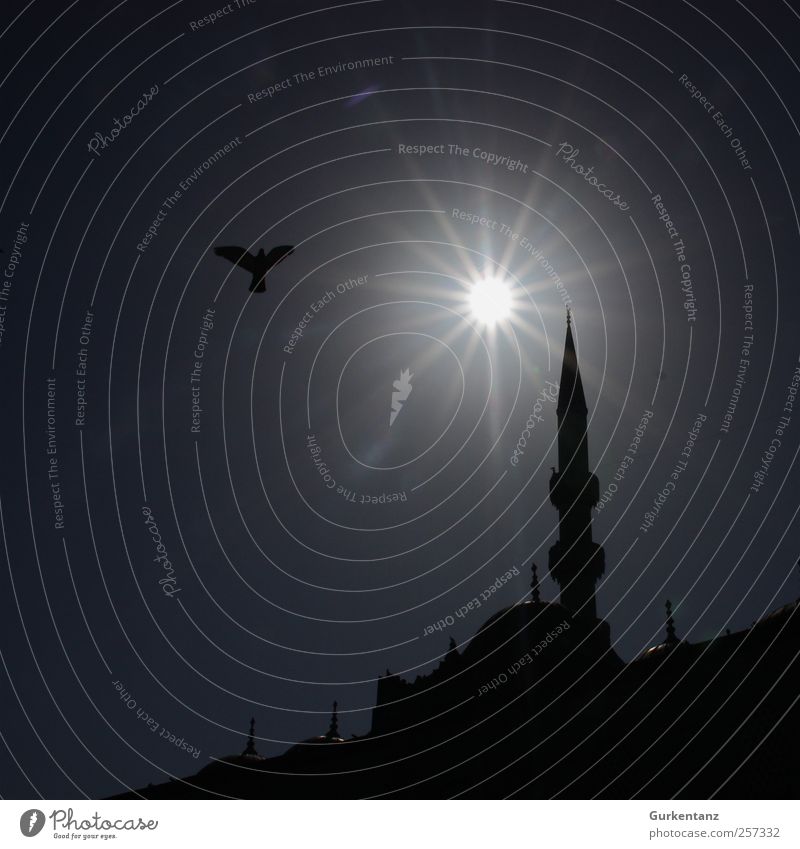 Betende Taube Vogel 1 Tier Glaube demütig Istanbul Türkei Islam Minarett Moschee Galata-Brücke Religion & Glaube Sonnenlicht Turm Moslem Silhouette