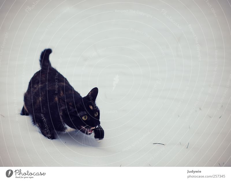 Wer holt mich hier weg?! Umwelt Natur Eis Frost Schnee Schneefall Tier Haustier Katze Tiergesicht Pfote Fährte frieren gehen schreien kalt schwarz weiß Gefühle