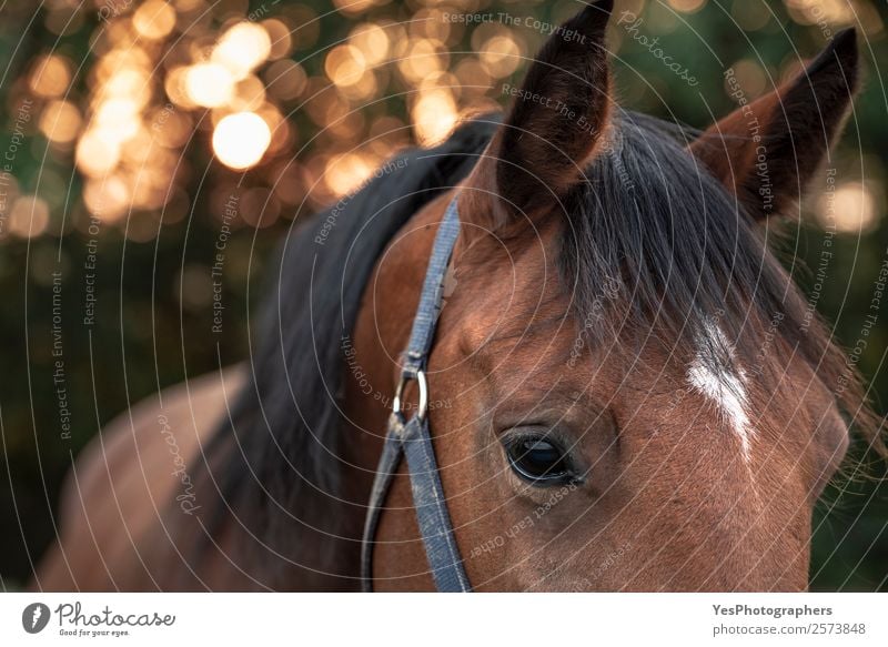 Braunes Pferd mit traurigen Augen Natur Tier Sonnenaufgang Sonnenuntergang Herbst Schönes Wetter Nutztier Tiergesicht authentisch Freundlichkeit braun Gefühle