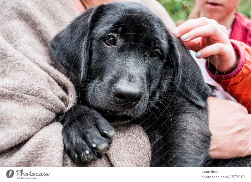 Hund im Arm Umwelt Tier Haustier 1 Fernsehen schauen streichen Glück Labrador Welpe schwarz Arme Kuscheln Tierliebe Leben Farbfoto Außenaufnahme